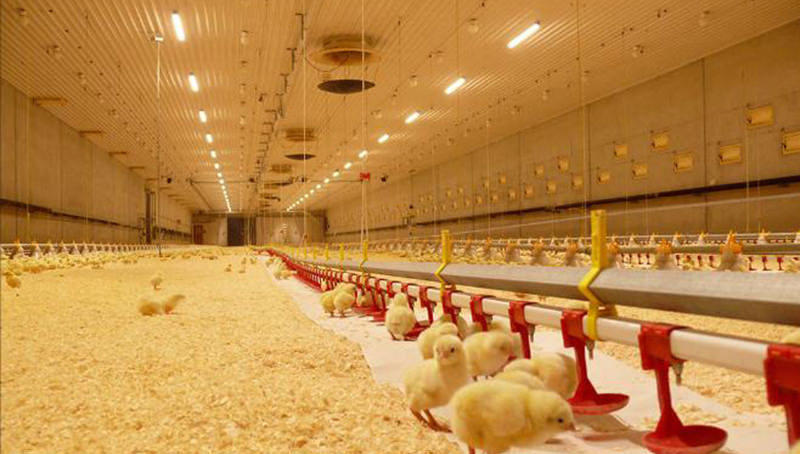 ¿En qué debe concentrarse cuando se enciende en una avicultura?
