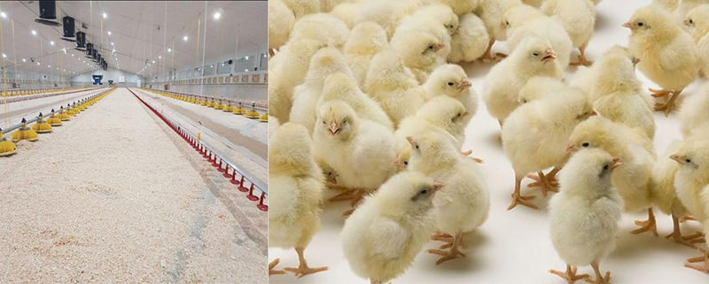 light is designed for poultry lighting